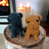 Bougie Bouledogue anglais