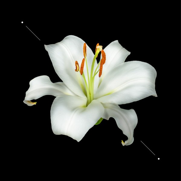 Women perfume set w193 + 10ml perfume